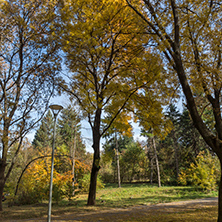 Autumn landscape with Yellow trees in South Park in city of Sofia, Bulgaria