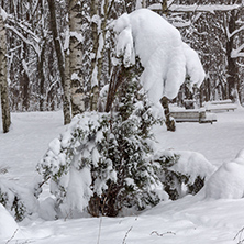 Winter Landscape with snow covered trees in South Park in city of Sofia, Bulgaria