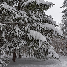 Winter Landscape with snow covered trees in South Park in city of Sofia, Bulgaria