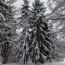 Winter Landscape with snow covered trees in South Park in city of Sofia, Bulgaria