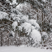 Winter Landscape with snow covered trees in South Park in city of Sofia, Bulgaria