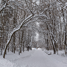 Winter Landscape with snow covered trees in South Park in city of Sofia, Bulgaria