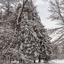 Winter Landscape with snow covered trees in South Park in city of Sofia, Bulgaria