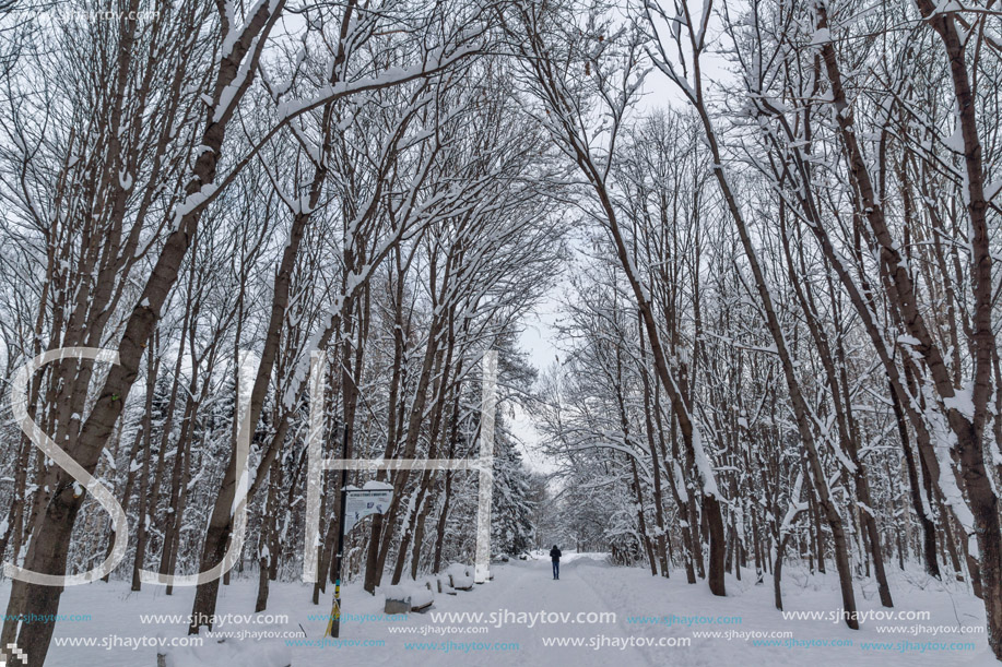 Winter Landscape with snow covered trees in South Park in city of Sofia, Bulgaria