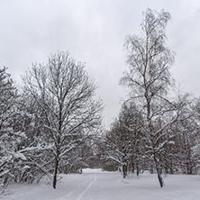 Winter Landscape with snow covered trees in South Park in city of Sofia, Bulgaria