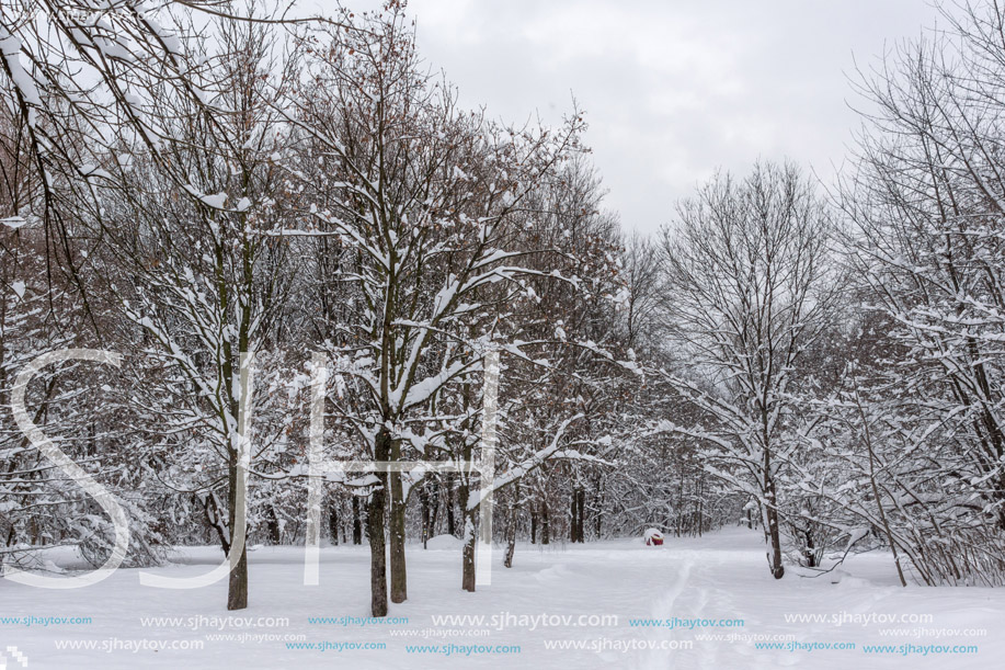 Winter Landscape with snow covered trees in South Park in city of Sofia, Bulgaria