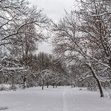 Winter Landscape with snow covered trees in South Park in city of Sofia, Bulgaria