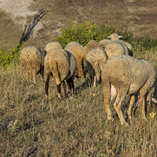 Grazing sheep near Rock phenomenon Stone Wedding near town of Kardzhali, Bulgaria
