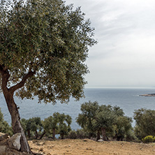 Landscape with olive trees near Giola Natural Pool in Thassos island, East Macedonia and Thrace, Greece