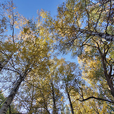 Autumn Landscape with yellow trees, Vitosha Mountain, Sofia City Region, Bulgaria