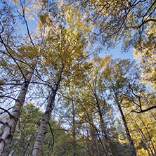 Autumn Landscape with yellow trees, Vitosha Mountain, Sofia City Region, Bulgaria