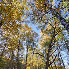 Autumn Landscape with yellow trees, Vitosha Mountain, Sofia City Region, Bulgaria