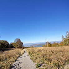 Autumn Landscape with yellow trees, Vitosha Mountain, Sofia City Region, Bulgaria