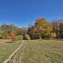 Autumn Landscape with yellow trees, Vitosha Mountain, Sofia City Region, Bulgaria