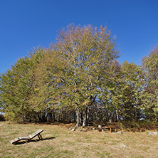 Autumn Landscape with yellow trees, Vitosha Mountain, Sofia City Region, Bulgaria