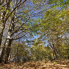 Autumn Landscape with yellow trees, Vitosha Mountain, Sofia City Region, Bulgaria