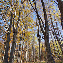 Autumn Landscape with yellow trees, Vitosha Mountain, Sofia City Region, Bulgaria