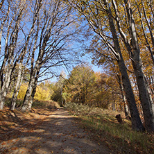 Autumn Landscape with yellow trees, Vitosha Mountain, Sofia City Region, Bulgaria