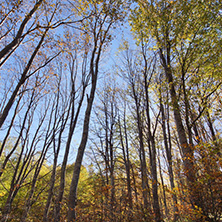 Autumn Landscape with yellow trees, Vitosha Mountain, Sofia City Region, Bulgaria