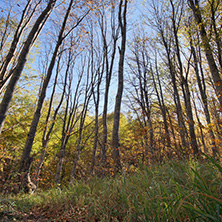 Autumn Landscape with yellow trees, Vitosha Mountain, Sofia City Region, Bulgaria