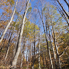 Autumn Landscape with yellow trees, Vitosha Mountain, Sofia City Region, Bulgaria