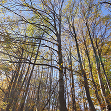 Autumn Landscape with yellow trees, Vitosha Mountain, Sofia City Region, Bulgaria