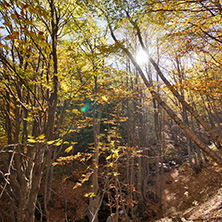 Autumn Landscape with yellow trees, Vitosha Mountain, Sofia City Region, Bulgaria