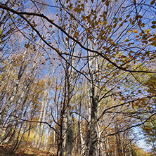 Autumn Landscape with yellow trees, Vitosha Mountain, Sofia City Region, Bulgaria