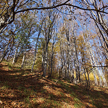 Autumn Landscape with yellow trees, Vitosha Mountain, Sofia City Region, Bulgaria