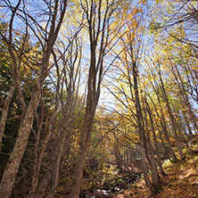 Autumn Landscape with yellow trees, Vitosha Mountain, Sofia City Region, Bulgaria