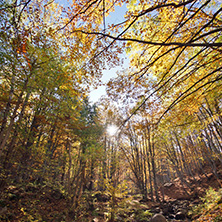 Autumn Landscape with yellow trees, Vitosha Mountain, Sofia City Region, Bulgaria