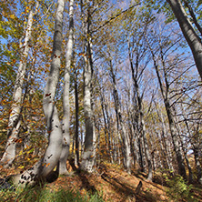 Autumn Landscape with yellow trees, Vitosha Mountain, Sofia City Region, Bulgaria