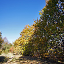 Autumn Landscape with yellow trees, Vitosha Mountain, Sofia City Region, Bulgaria