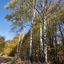 Autumn Landscape with yellow trees, Vitosha Mountain, Sofia City Region, Bulgaria