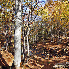 Autumn Landscape with yellow trees, Vitosha Mountain, Sofia City Region, Bulgaria