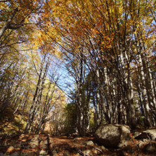 Autumn Landscape with yellow trees, Vitosha Mountain, Sofia City Region, Bulgaria