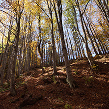 Autumn Landscape with yellow trees, Vitosha Mountain, Sofia City Region, Bulgaria