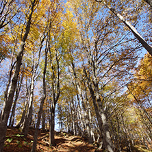 Autumn Landscape with yellow trees, Vitosha Mountain, Sofia City Region, Bulgaria