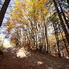 Autumn Landscape with yellow trees, Vitosha Mountain, Sofia City Region, Bulgaria