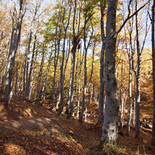 Autumn Landscape with yellow trees, Vitosha Mountain, Sofia City Region, Bulgaria