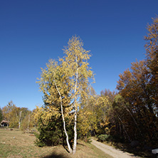 Autumn Landscape with yellow trees, Vitosha Mountain, Sofia City Region, Bulgaria