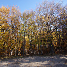 Autumn Landscape with yellow trees, Vitosha Mountain, Sofia City Region, Bulgaria