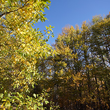 Autumn Landscape with yellow trees, Vitosha Mountain, Sofia City Region, Bulgaria