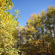 Autumn Landscape with yellow trees, Vitosha Mountain, Sofia City Region, Bulgaria