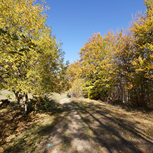 Autumn Landscape with yellow trees, Vitosha Mountain, Sofia City Region, Bulgaria