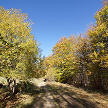 Autumn Landscape with yellow trees, Vitosha Mountain, Sofia City Region, Bulgaria