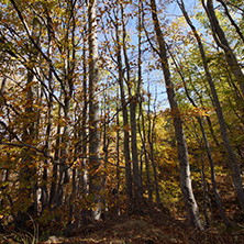 Autumn Landscape with yellow trees, Vitosha Mountain, Sofia City Region, Bulgaria