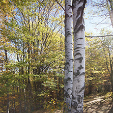 Autumn Landscape with yellow trees, Vitosha Mountain, Sofia City Region, Bulgaria