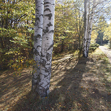 Autumn Landscape with yellow trees, Vitosha Mountain, Sofia City Region, Bulgaria