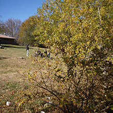 Autumn Landscape with yellow trees, Vitosha Mountain, Sofia City Region, Bulgaria